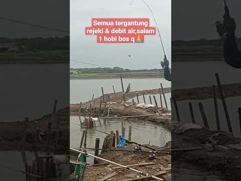 ikan kakap putih