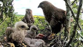 Formidable Buzzard's Tender Care of Tiny Chicks | Discover Wildlife | Robert E Fuller