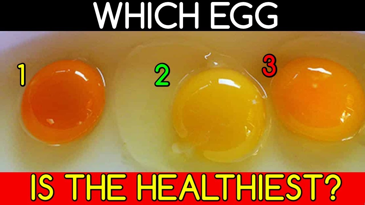 Which EGG is the HEALTHIEST? - YouTube