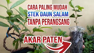 CARA PALING MUDAH STEK DAUN SALAM TANPA PERANGSANG AKAR