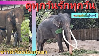 ส่งเสียงร้องใสๆ ทักทายพี่ๆ ....(ผมหิวววววว) ความสุขที่ได้ดู พลายศักดิ์สุรินทร์ และ อัพเดตน้องกันยา