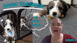 TRAINING WITH A PUPPY | week one of basic commands, creating distance