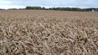 431 Large Open Hay Field With Trees From A Distance 431 Large Open Hay Field With Trees From A Distance