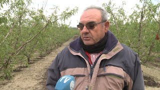 Las heladas causan estragos en el campo murciano