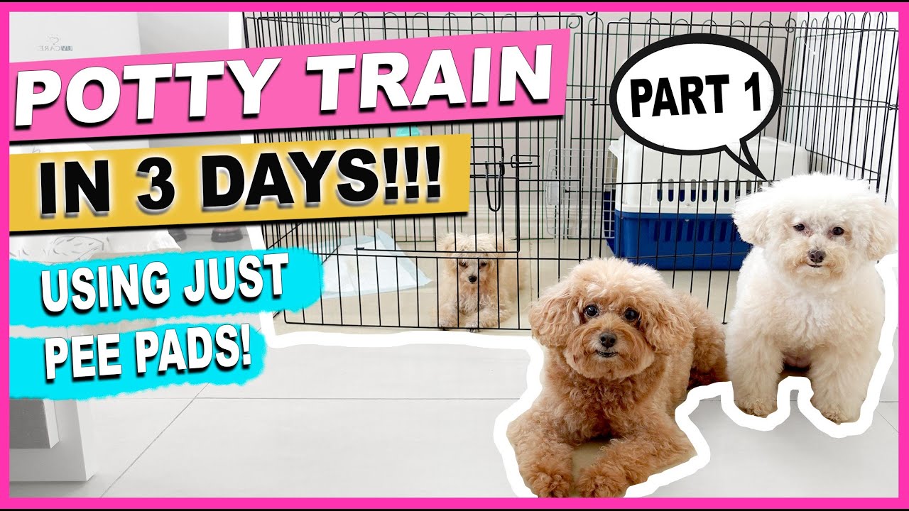 How To Potty Train Your New Puppy