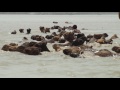 Swimming Kharai Camels