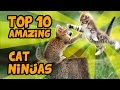 Top 10 most amazing cat ninjas