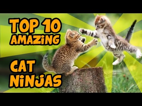 top-10-most-amazing-cat-ninja-videos