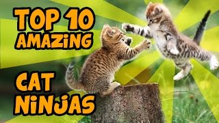 TOP 10 MOST AMAZING CAT NINJA VIDEOS by TubeSpaghetti 116,589 views 9 years ago 4 minutes, 23 seconds