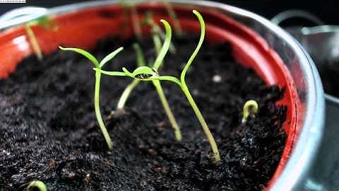 Cayenne Pepper Seedlings (Time Lapse Video)