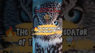 🦉 Owls Have Superpowers You Never Knew About #owl #animalfacts #didyouknow #wildlife #youtubeshorts