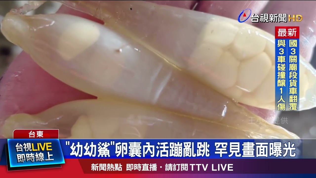 「幼幼鯊」卵囊內活蹦亂跳 罕見畫面曝光