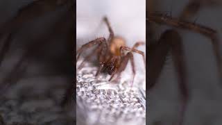 Lighting Macro Spider Photos with the Prizmo Pocket