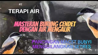 1 JAM MASTERAN BURUNG CENDET DENGAN SUARA AIR MENGALIR