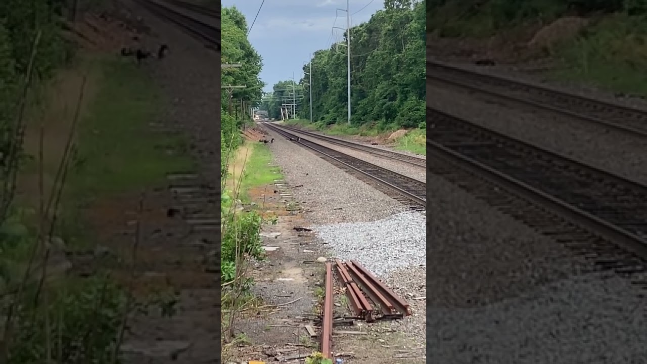 Turkeys vs train 🚂 in a game of chicken