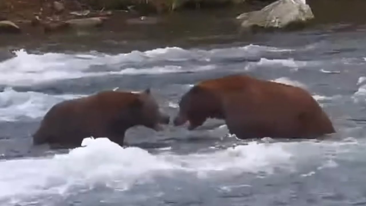 151 Walker vs 99! 2023-10-09 c. 4:45pm BF explore.org - YouTube