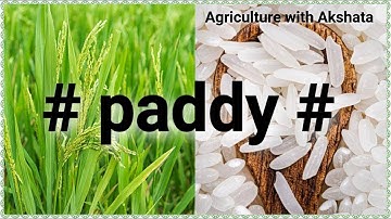 Important points on Paddy, # JRF, SRF, NET, All Competitive Exams #