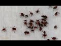 What you need to know about Lyme disease and tick season