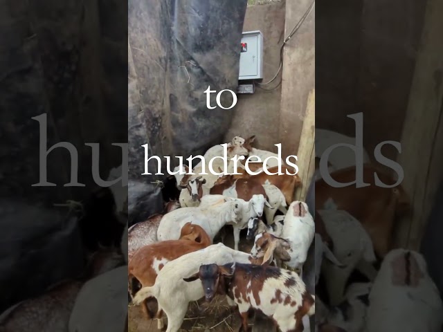 2026 KENYA ASHURA QURBAN