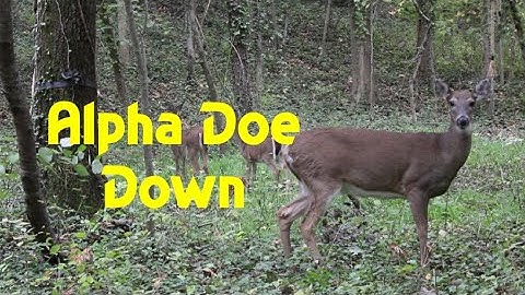 Close-Range Crossbow Kill! | TenPoint Turbo S-1 Drops a Big Alpha Doe at 10 Yards!