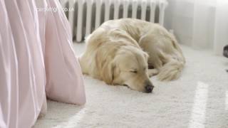 How to choose the perfect carpet for your lifestyle – by Carpetright