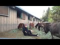 16 minute stretch with miss henderson  miniature horses