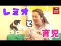 保護猫レミオくんと初心者飼い主三姉妹子育てママの日常