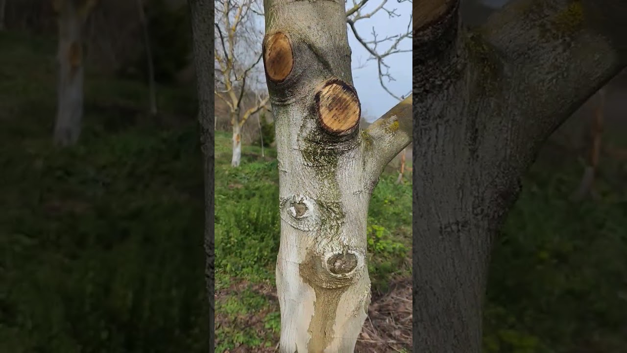 Ceviz ağaçlarında taçlandırma ve genel bilgiler...