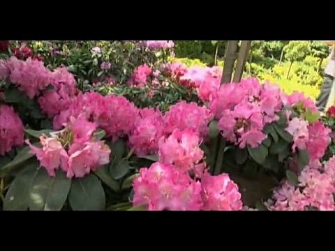 Аксессуары для колясок Яркий, эксклюзивный дождевик 55 Аксессуары для колясок Яркий, эксклюзивный дождевик 44