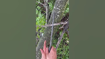 Con dao năm đi rừng này chặt cây lâu năm như thái rau canh vậy thật hiếm có