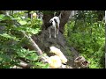 C0038S03 カモシカ?　日本テリア(Japanese Terrier,Nihon Terrier)