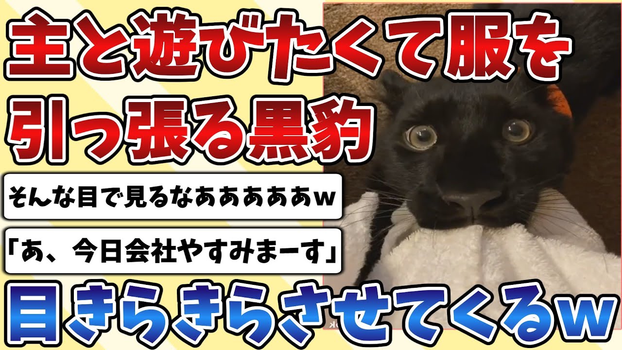 【2ch動物スレ】どうしても飼い主と遊びたくて服を引っ張る『クロヒョウ』、目をきらきらさせる姿があまりにも愛おしすぎてしまうｗｗｗ