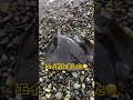 大物久々にキタァ‼️🎣in静岡