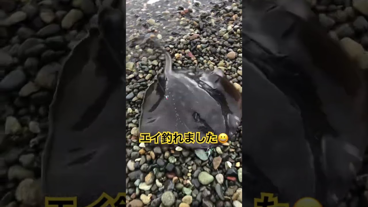 大物久々にキタァ‼️🎣in静岡