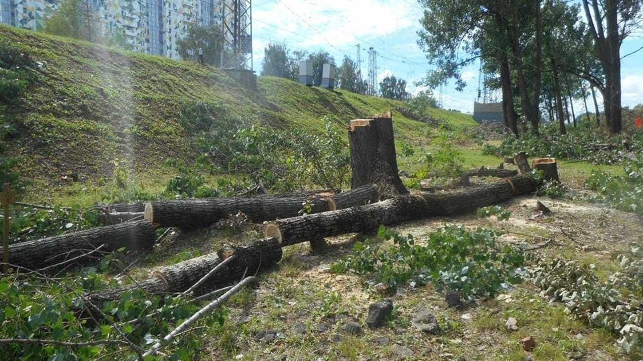 Уничтожение деревьев на ул. Ивана Франко в Москве / LIVE 09.08.18