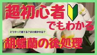 【日本一わかりやすく解説】胡蝶蘭の花が終わったら【もう一度咲かせる？！捨てる？】