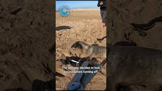 Seal Rescue With Mike Stewart #shorts