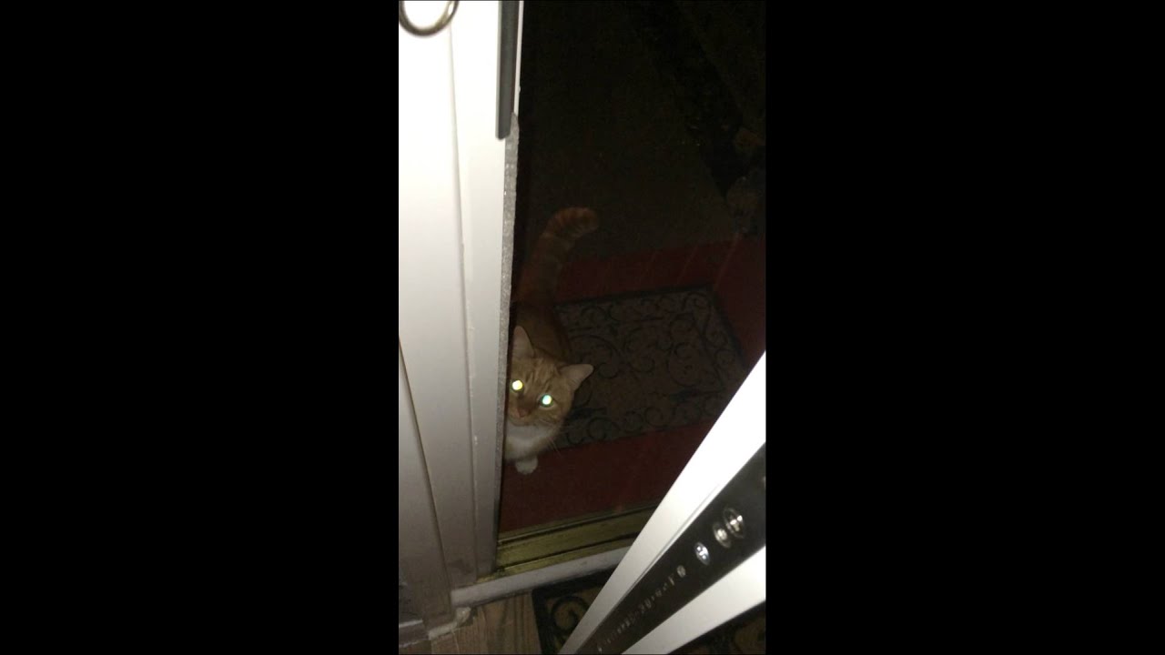 Befriended cat won't stop knocking at my door YouTube