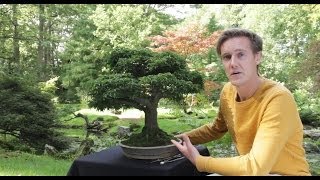 Bonsai trees for sale