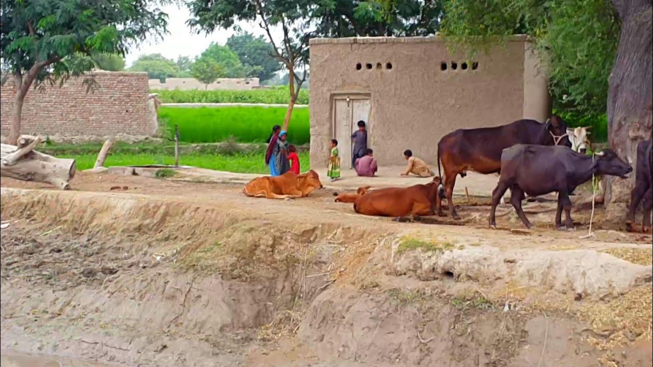 Pakistani Punjab Village Life Near Dhingana Canal | Tour On Bike