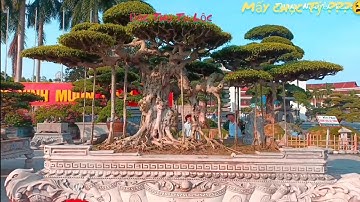 Cây xanh: Đắc Thụ Tụ Lộc triển lãm Hội Sinh Vật Cảnh đá quý Thành phố Bắc Ninh Mở Rộng Năm 2022 (P1)