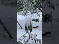 Hörnchen im Schnee 2 | Squirrels in snow 2