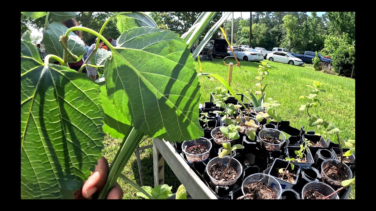 PLANT SWAP IN SPLENDORA , TEXAS