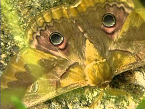 Video: Molie De Fructe Vicleană