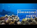 5 Reasons Foreground is Key to Underwater Videography