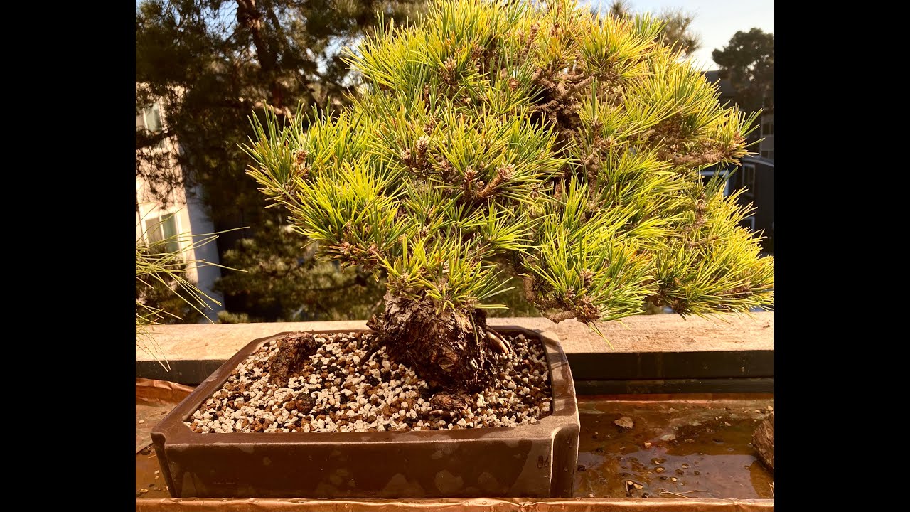 The Bonsai Balcony Repotting my Cork Bark Black. Pine Part II YouTube
