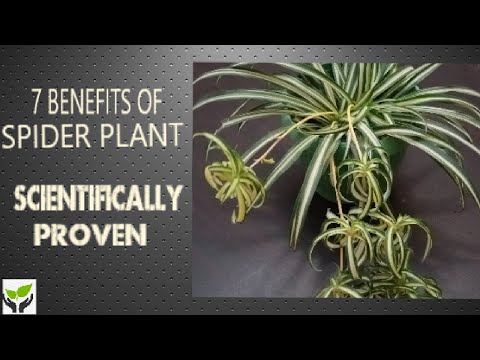 7 BENEFITS OF SPIDER PLANT (scientifically proven) /Plants are vital