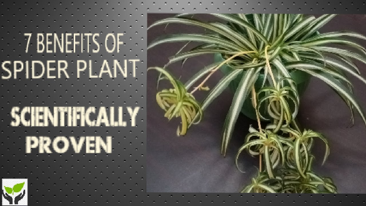 7 Spider Plant Benefits And Why Your Home Needs One