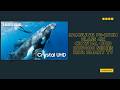 Giant Screen Entertainment Beast — Samsung 98-Inch Class 4K Crystal UHD Series HDR Smart TV— Review