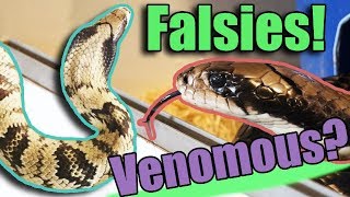 Meet the False Water Cobra!